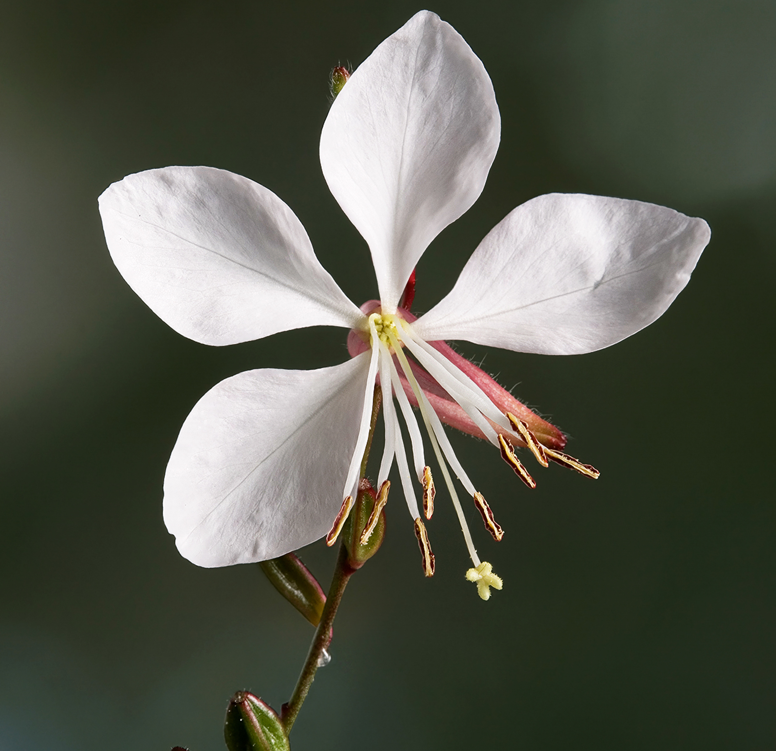 Hakonechloa Macra All Gold | Eddeva Park, Cambridge | architects CDC Studio